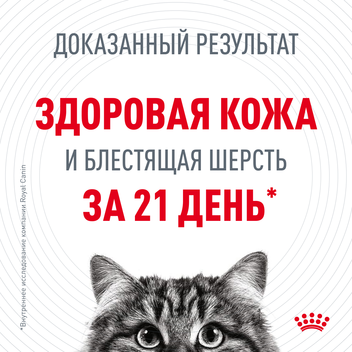 Корм Royal Canin Hair&Skin Care консервированный полнорационный для взрослых кошек для поддержания здоровья кожи и красоты шерсти, ломтики ткани в жел