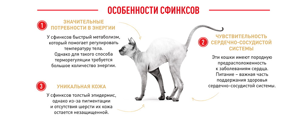 Корм для кошек Royal Canin Sphynx Adult Корм сухой сбалансированный для взрослых кошек породы Сфинкс